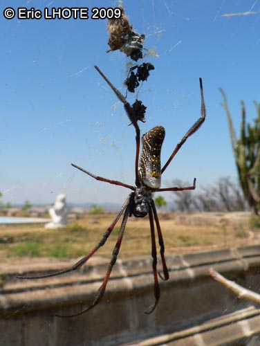insectes-arthropodes-60.jpg