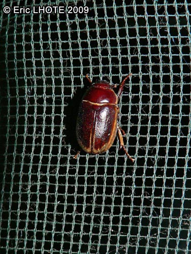 insectes-arthropodes-62.jpg