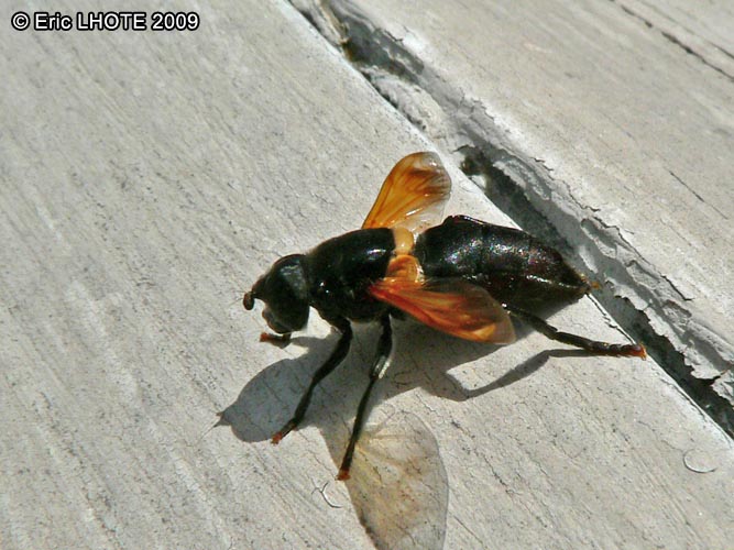 insectes-arthropodes-65.jpg