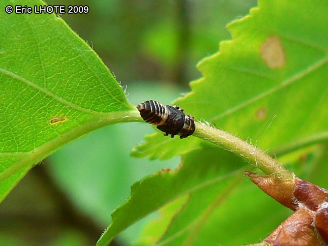 insectes-arthropodes-72.jpg