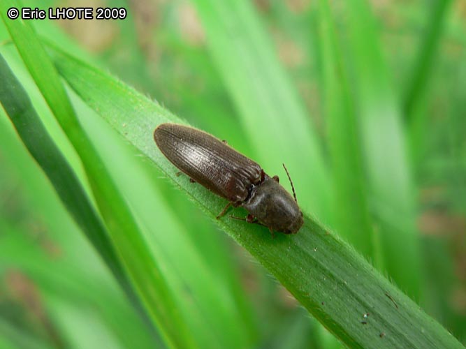 insectes-arthropodes-73.jpg