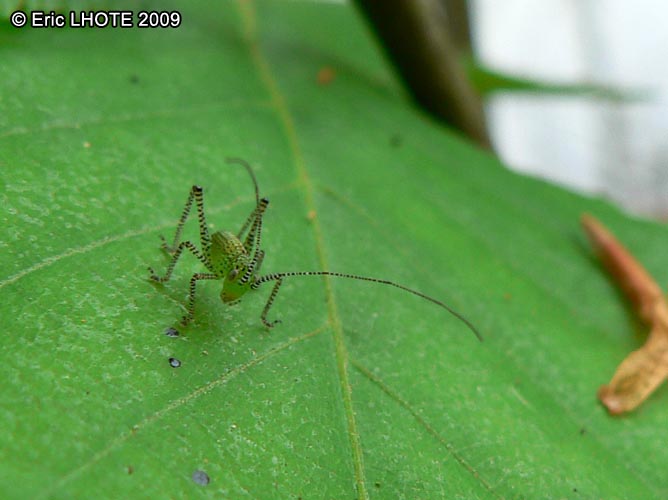 insectes-arthropodes-75.jpg