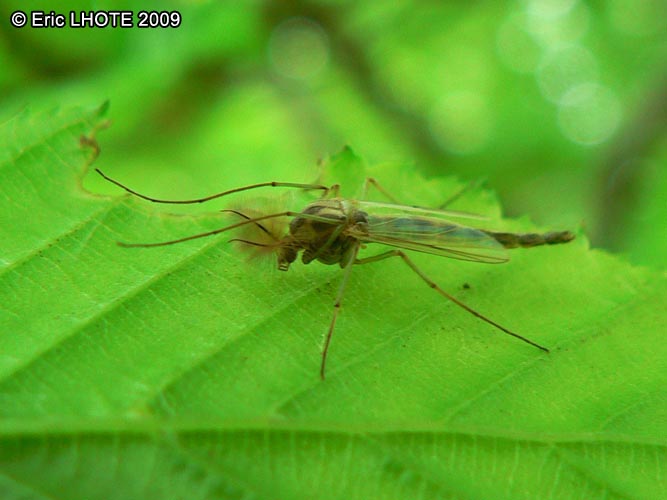 insectes-arthropodes-76.jpg