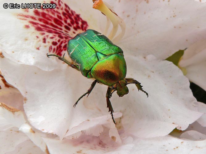 insectes-arthropodes-83.jpg