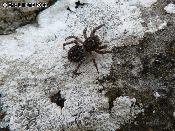 insectes-arthropodes-91.jpg