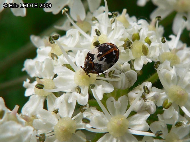 insectes-arthropodes-92.jpg