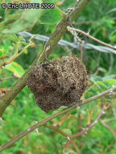 insectes-arthropodes-93.jpg