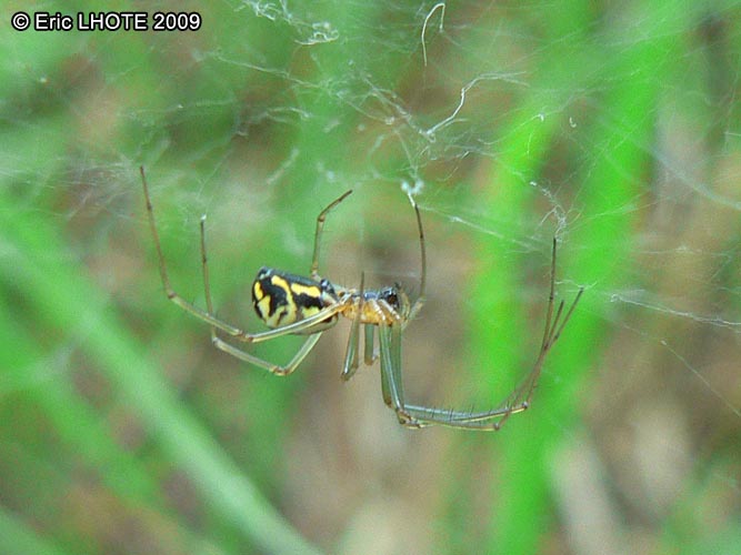 insectes-arthropodes-95.jpg
