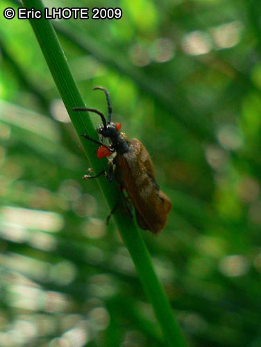 insectes-arthropodes-97.jpg