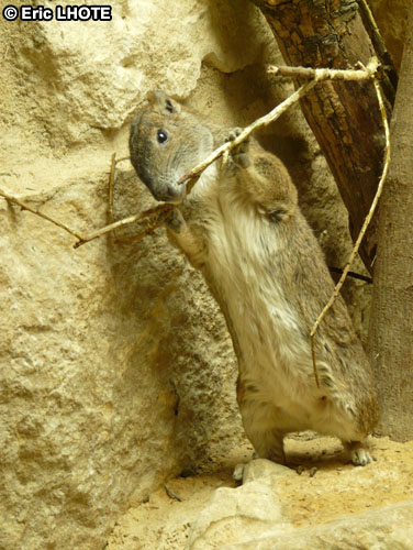 mammiferes-84.jpg