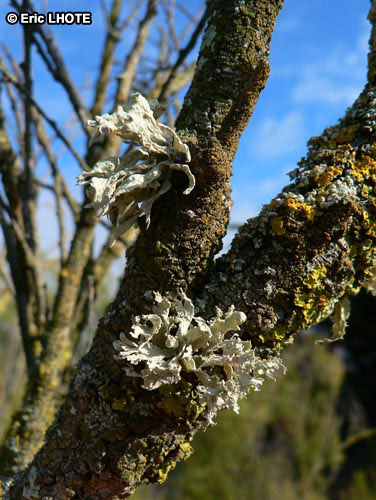 mousses-lichens-12.jpg