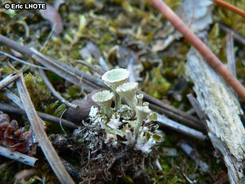 mousses-lichens-16.jpg