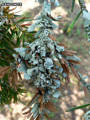 mousses-lichens-2.jpg