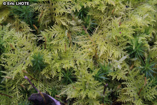 mousses-lichens-20.jpg