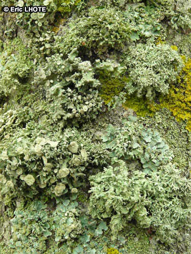 mousses-lichens-25.jpg