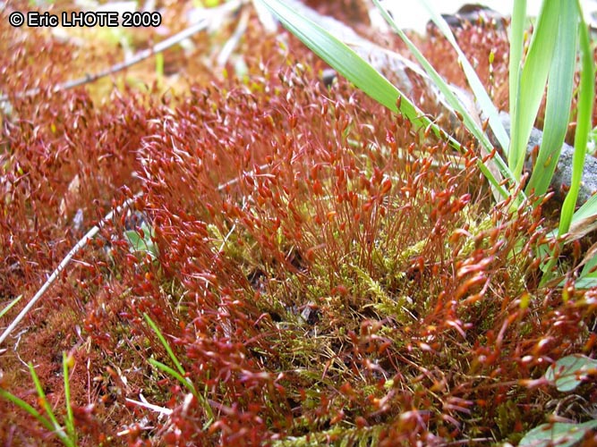 mousses-lichens-35.jpg