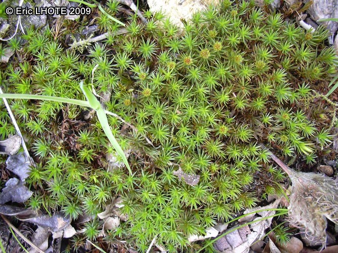 mousses-lichens-37.jpg
