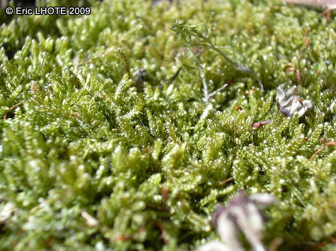 mousses-lichens-38.jpg