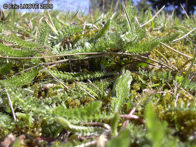mousses-lichens-39.jpg