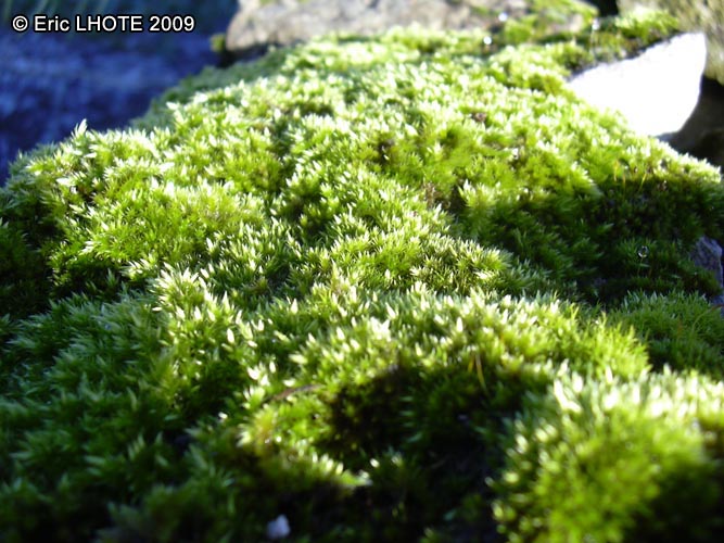 mousses-lichens-40.jpg