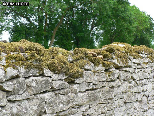mousses-lichens-5.jpg