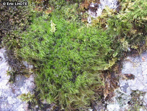 mousses-lichens-54.jpg