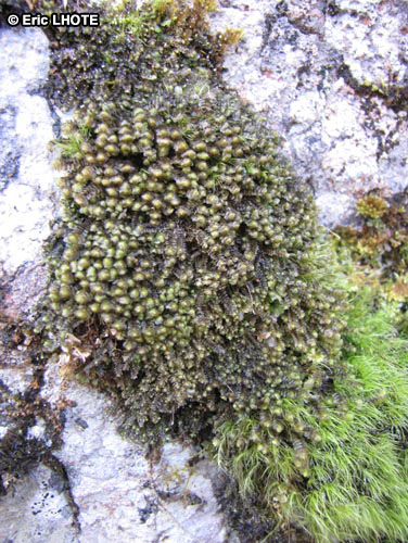 mousses-lichens-55.jpg
