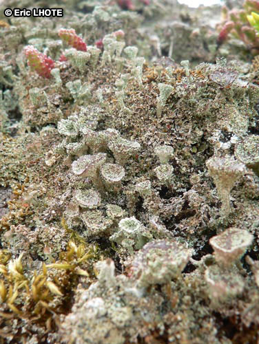 mousses-lichens-6.jpg