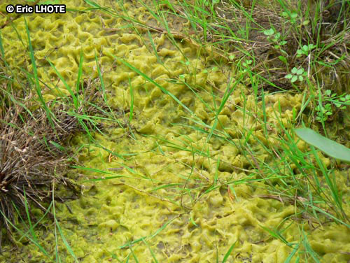 mousses-lichens-7.jpg