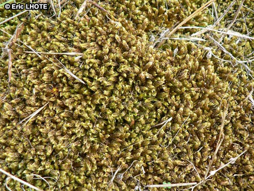 mousses-lichens-8.jpg
