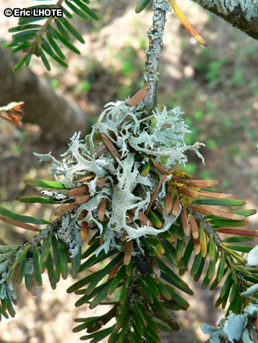 mousses-lichens.jpg