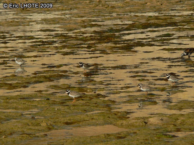 oiseaux-127.jpg