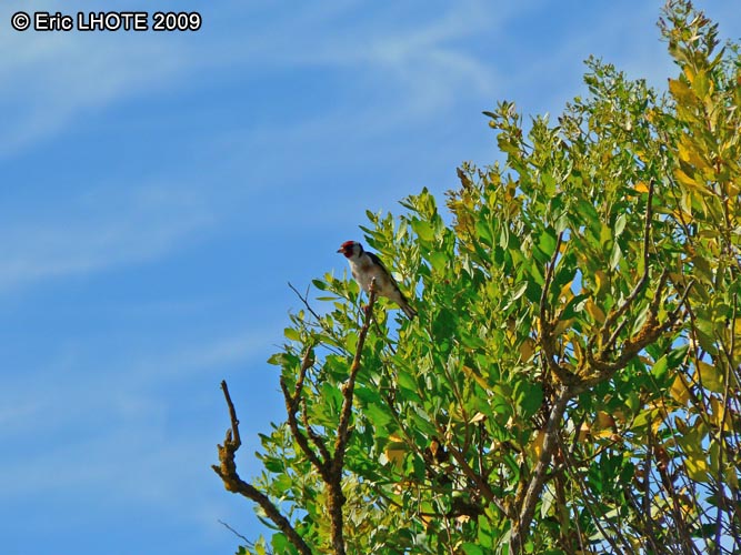oiseaux-24.jpg