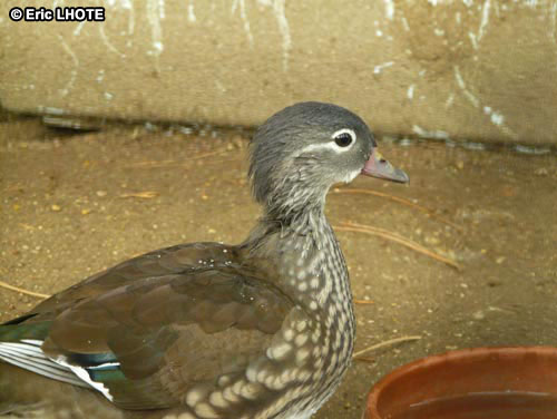 oiseaux-49.jpg