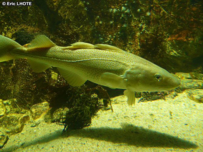 poissons-4.jpg