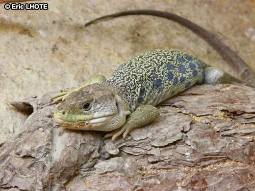 reptiles-amphibiens-40.jpg