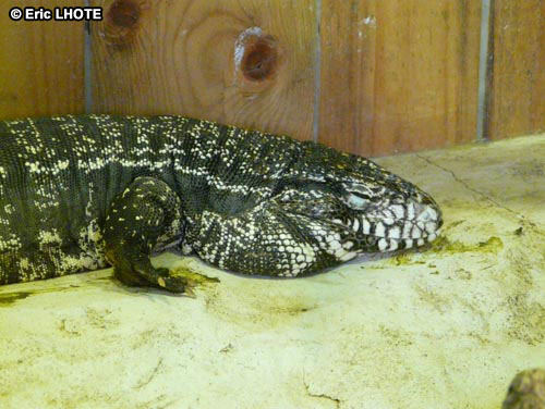 reptiles-amphibiens-53.jpg