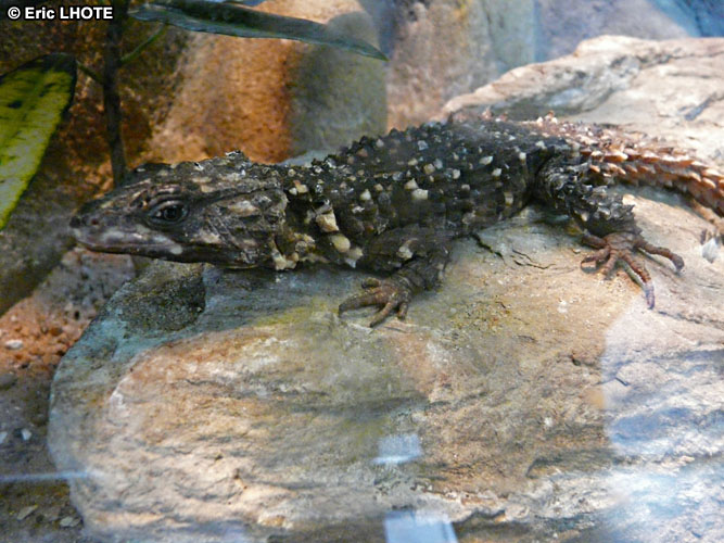reptiles-amphibiens-9.jpg