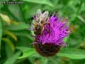 Abeille-commune-20141124175942.jpg