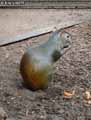 Agouti-20120823012023.jpg