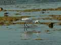 Aigrette-garzette,-Heron-blanc-20120823134109.jpg