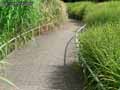Allee-dans-les-graminees-20120822173528.jpg