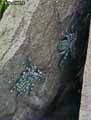 Amblypyge-20141124134728.jpg