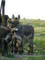 Ane-20131020215101.jpg