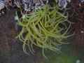 Anemone-20131021002701.jpg
