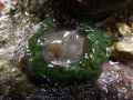 Anemone-20131021002756.jpg