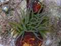 Anemone-20131021003004.jpg
