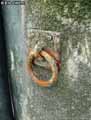 Anneau-de-chaine-20120822181558.jpg