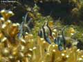 Apogon-de-Banggai-20120822221142.jpg