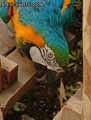 Ara-bleu-20120823131936.jpg
